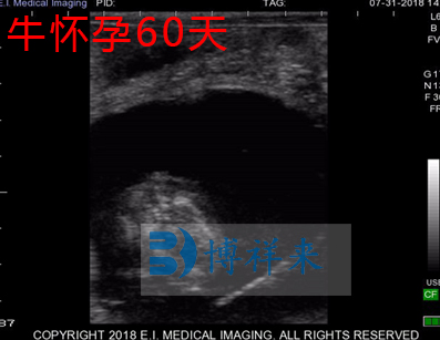 牛用B超机操作