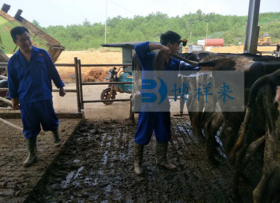 江华温氏乳业有限公司万头奶牛养殖基地培训现场