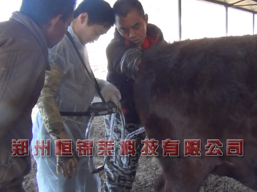 牛用B超检测母牛泌乳期