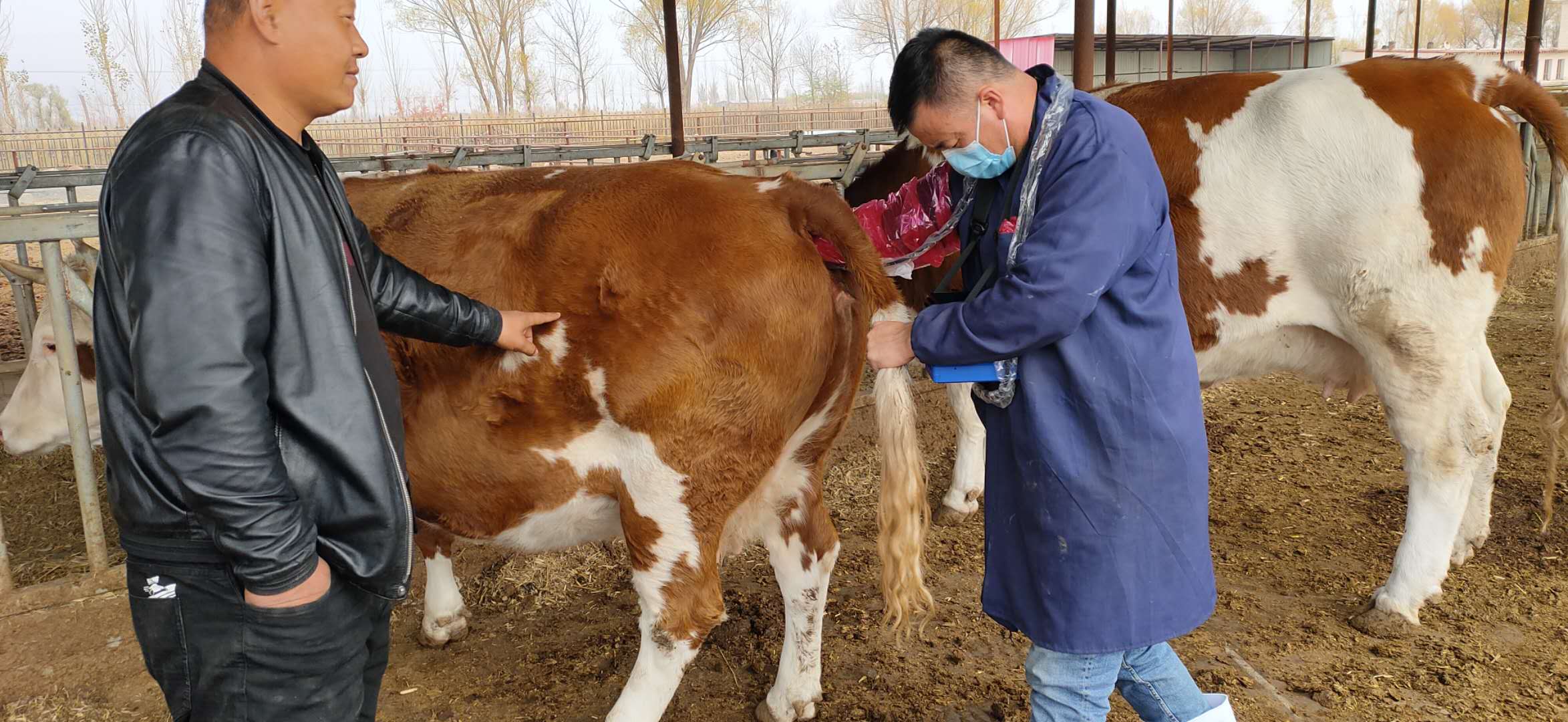 兽用B超检测母牛