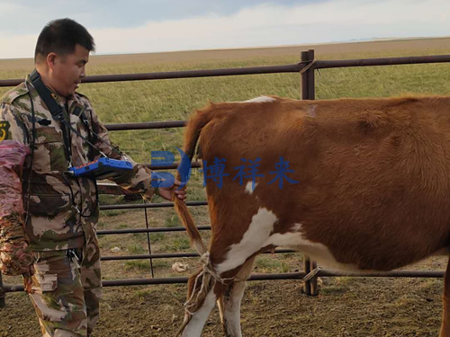 高清牛用B超机测孕仪