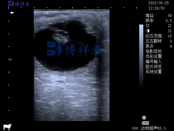 马妊娠20天B超图像