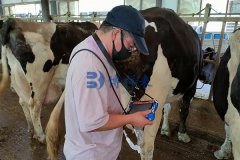 博祥来牛B超培训助力张家口牛场提升养殖技术