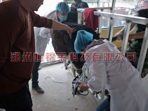 便携式驴用B超检测母驴妊娠
