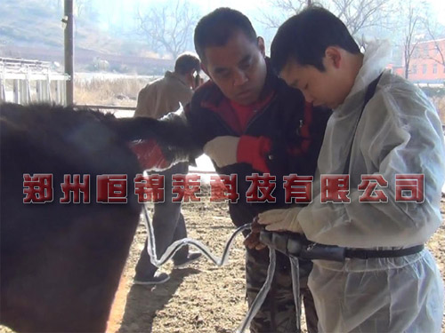 牛用B超检测母牛妊娠状态