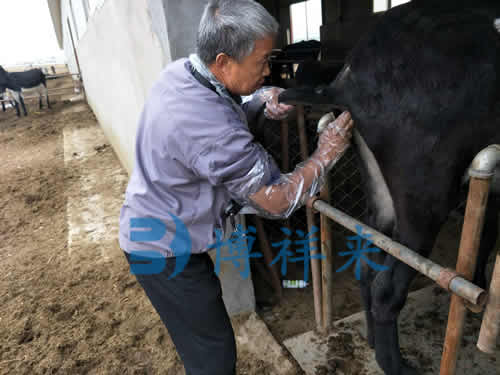 驴用B超检测母驴子宫内膜炎