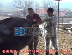 牛用B超辅助肉牛分期育肥方法
