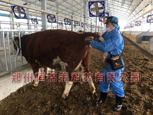 进口牛用b超监测母牛发情