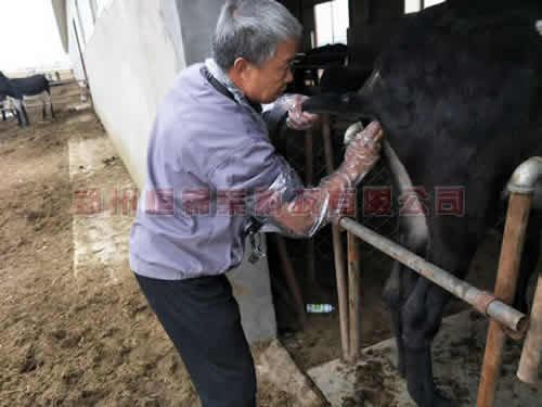 高清驴用b超检查母驴发情期