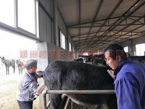 高清驴用B超测孕仪推荐