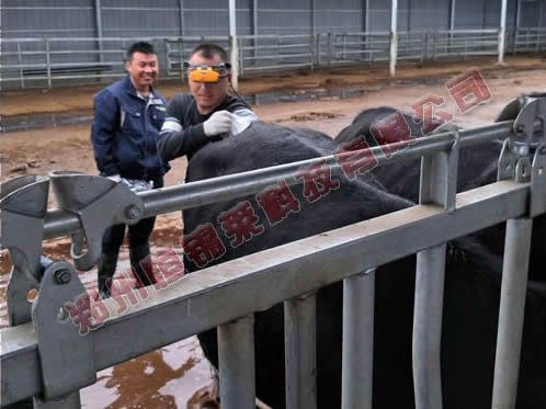 高清牛用B超机推荐