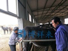 驴用B超测孕仪讲解驴驹的培育要点