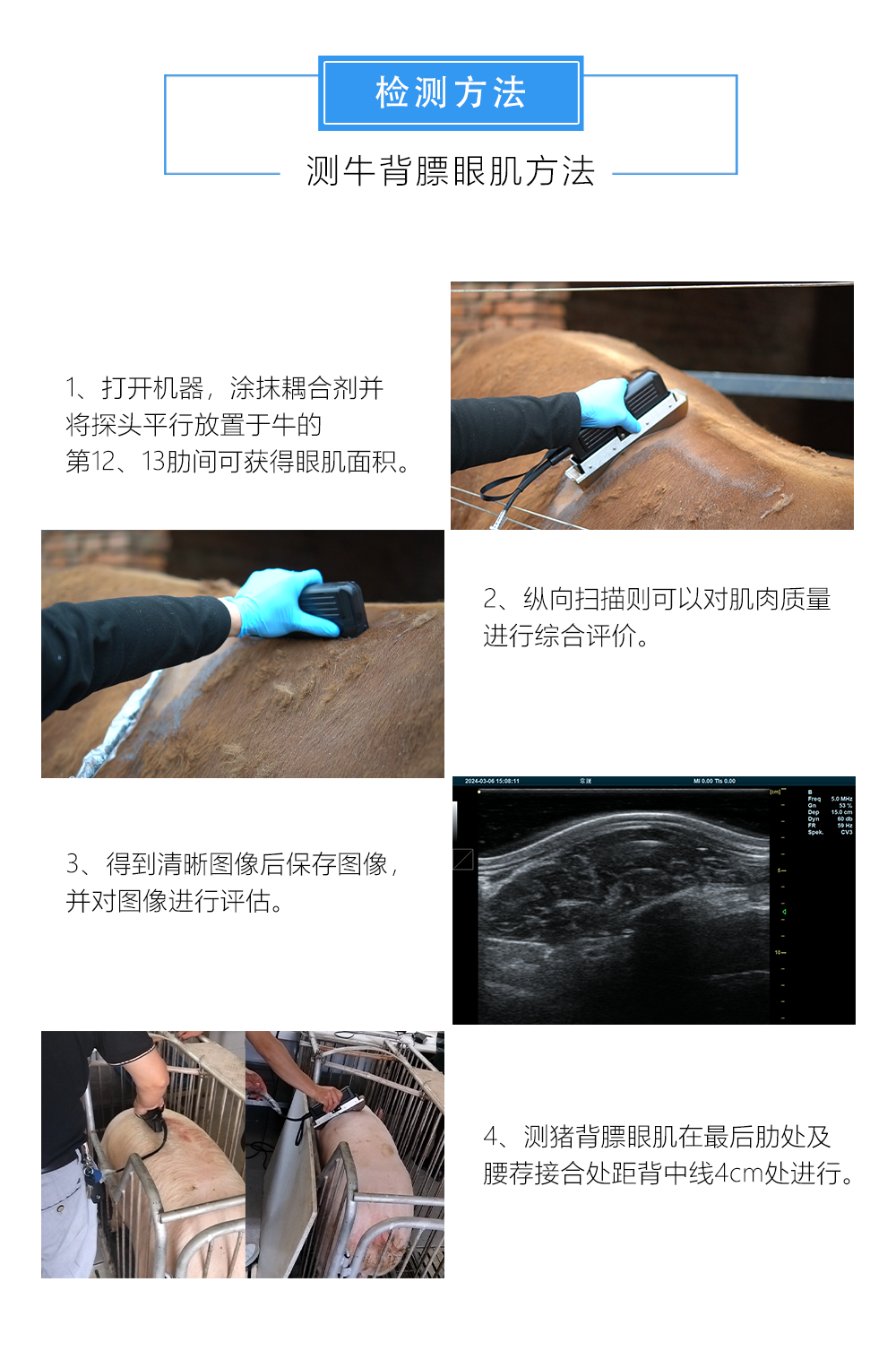 国产牛用背膘眼肌测定仪在育种方面的作用