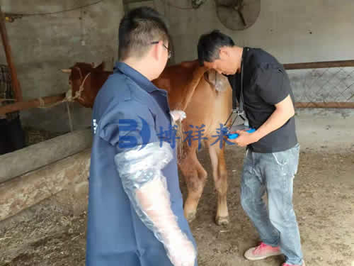 奶牛妊娠检测的重要性及奶牛B超仪的应用