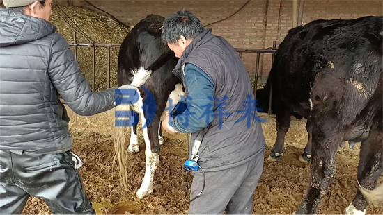牛用B超机精准辨别胎儿公母，助力奶牛养殖提质增效