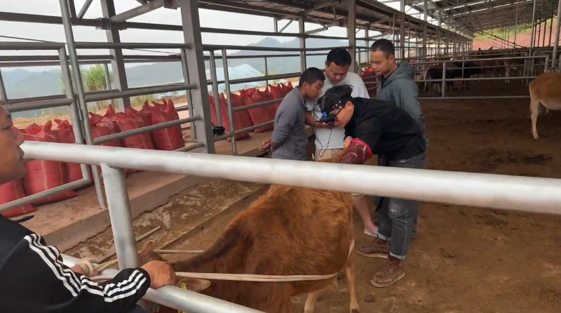 2025.04 银川石嘴山v60测牛 (3).png