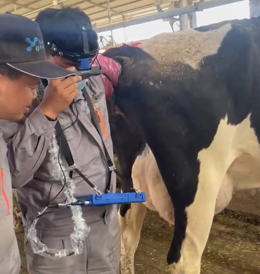 博祥来BXL-V60奶牛B超机培训走进银川石嘴山牧场