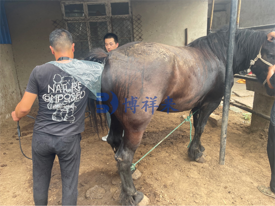 博祥来驴马用B超机提高养殖场繁育效率