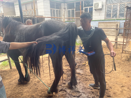 v50测马怀孕 (3).jpg