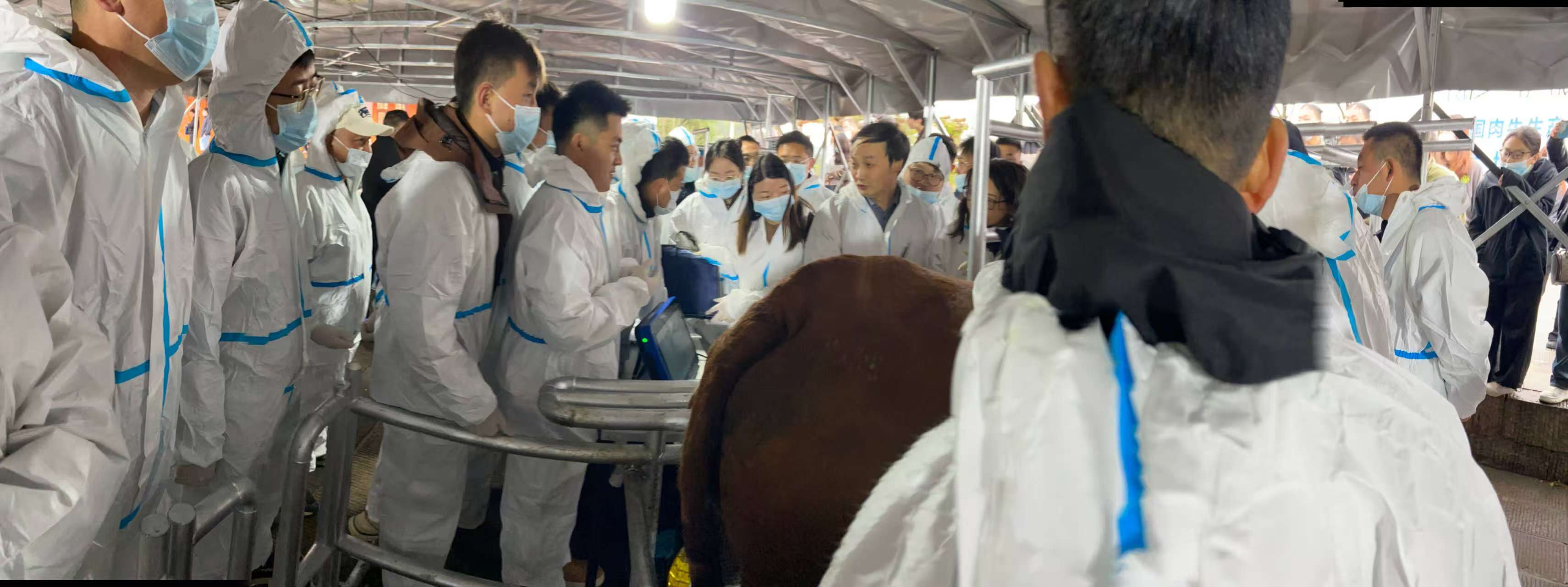 全国肉牛生产性能测定技术培训班 DB20 (4).jpg