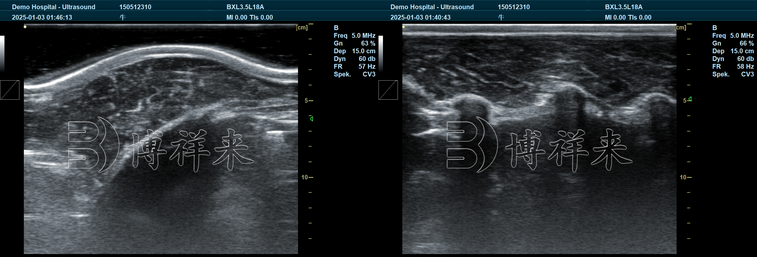 2025.03 DB20 牛背膘眼肌 (9) - 副本.jpg