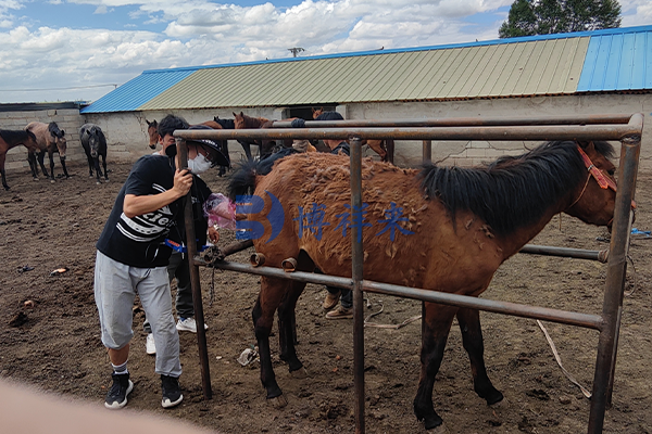 高清马用B超测卵泡发育情况