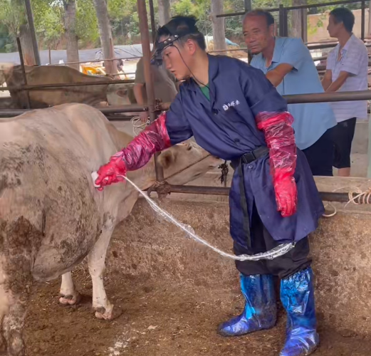 博祥来技术老师培训 BXL-V60 测牛胆囊与胆结石