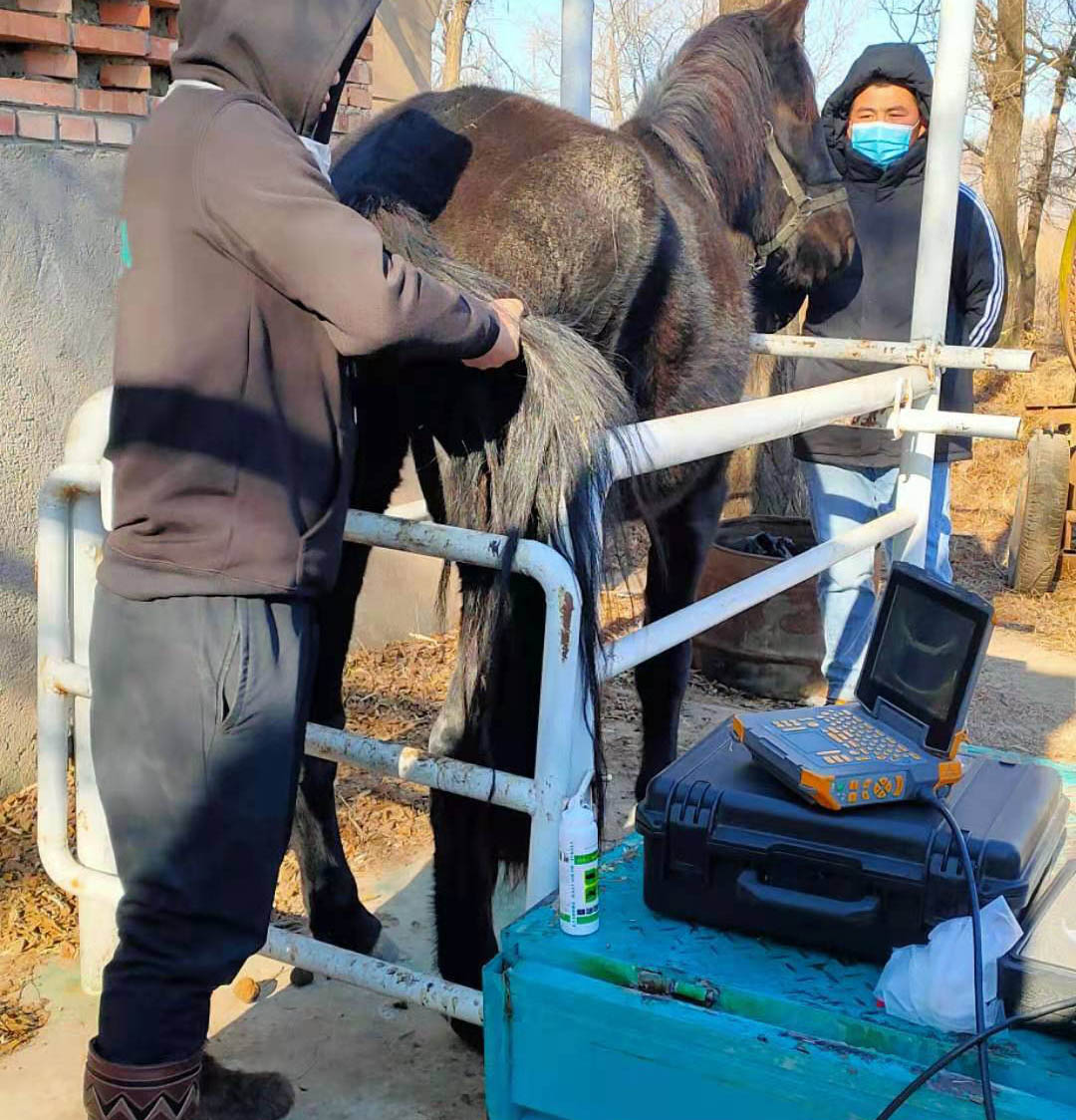 马用活体采卵仪 OPU 技术 — 助力赛马育种与优良马种扩繁