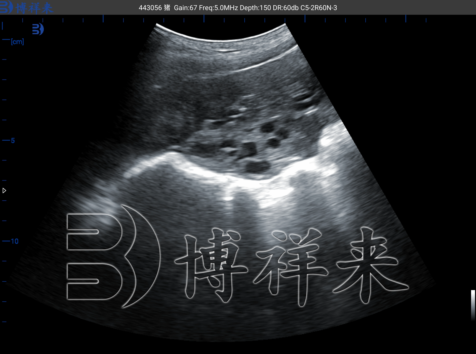 猪用活体采卵仪在种猪遗传改良中的核心作用
