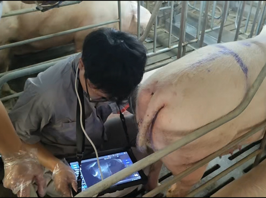 2025.10.28 宁波二厂V80大凸测猪 (1).jpg