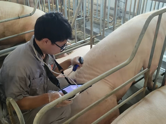 宁波养猪场引入智能猪用B超机，技术老师现场培训实现母猪19天精准测孕