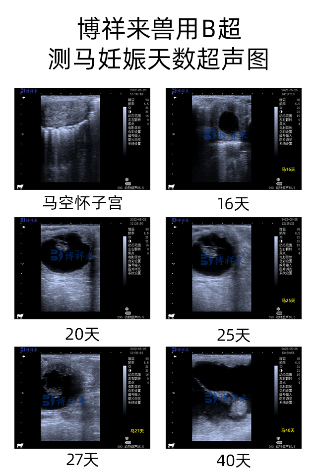 BXL-V50 测马妊娠各天数超声图.jpg