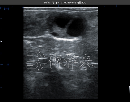 高清牛卵泡超声图像