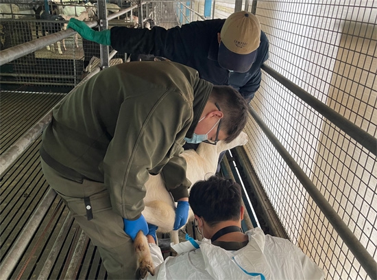 2025.10.28 陕西乾首奶山羊育种V50测羊直肠大凸-水印 (2).jpg