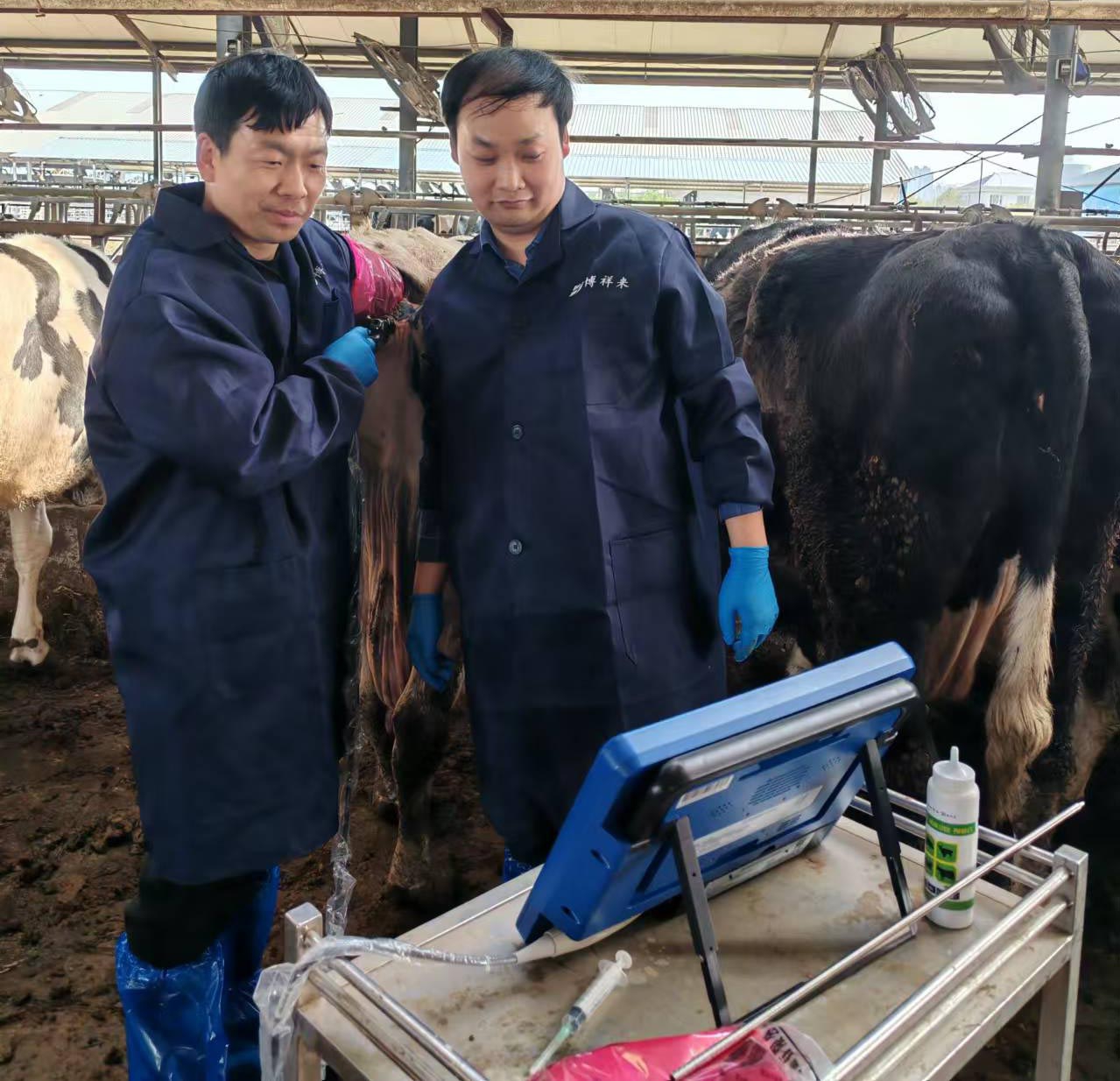 博祥来牛用活体采卵仪 博祥来牛用活体采卵仪