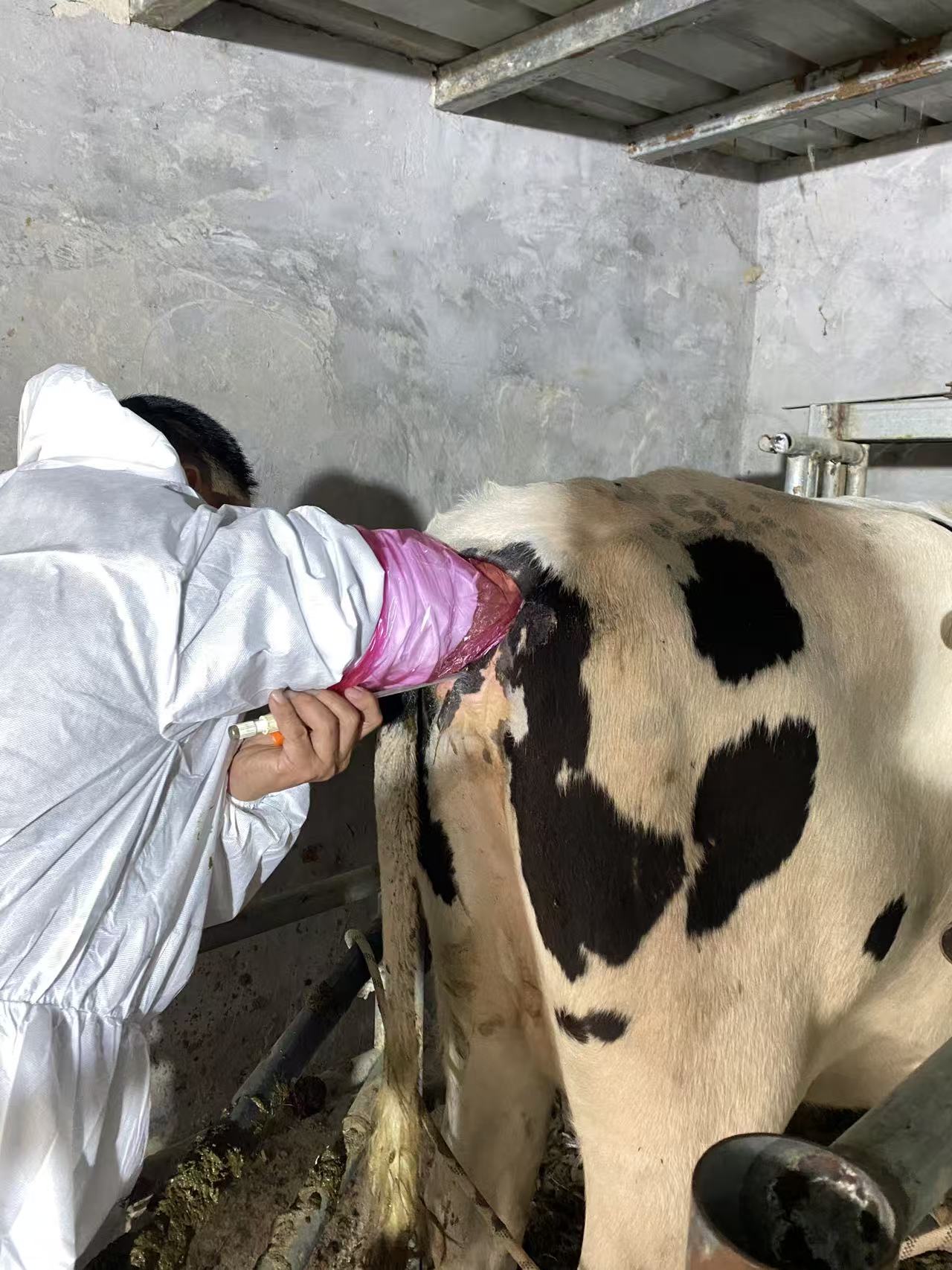 高清牛活体采卵B超机