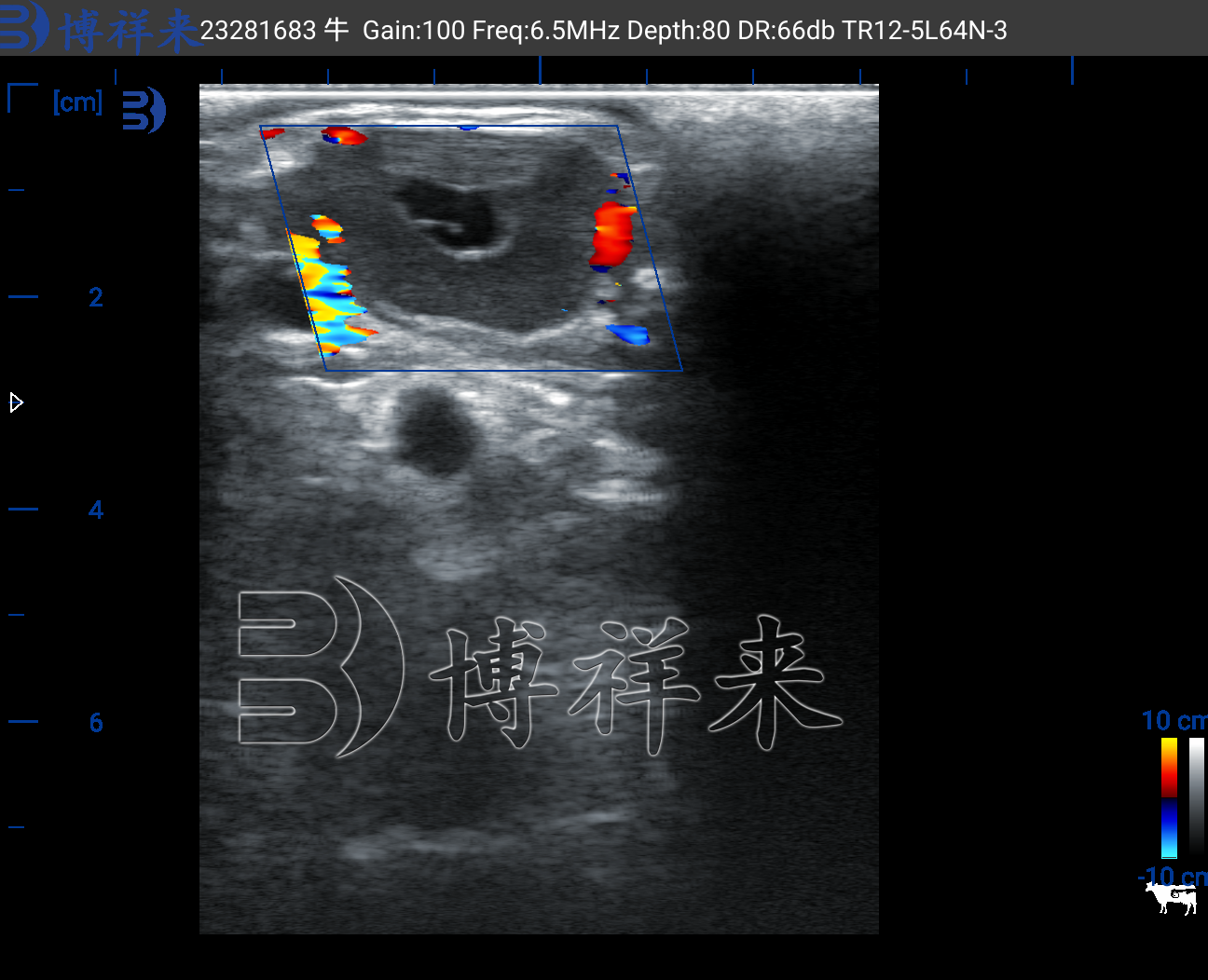 2025.10 圣牧V80测牛黄体多普勒 (4).png