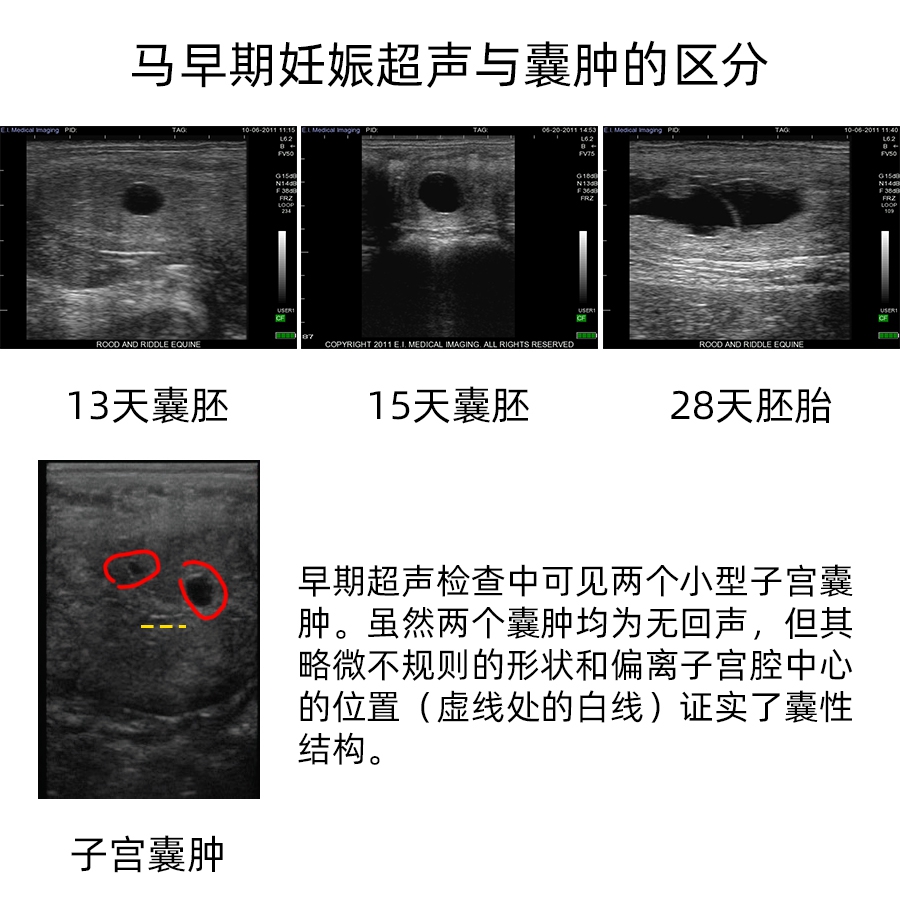 马早期妊娠天数与子宫囊肿的超声对比 马早期妊娠天数与子宫囊肿的超声对比