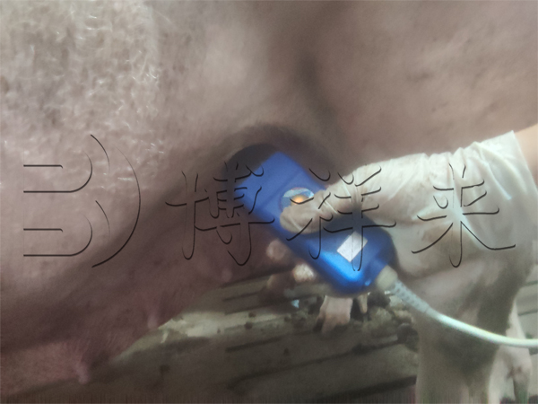 2025.11.08 广东温氏v80微大凸测猪-水印.jpg