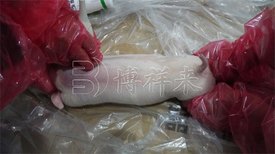 DZ20测小乳猪肋骨数量 DZ20测小乳猪肋骨数量