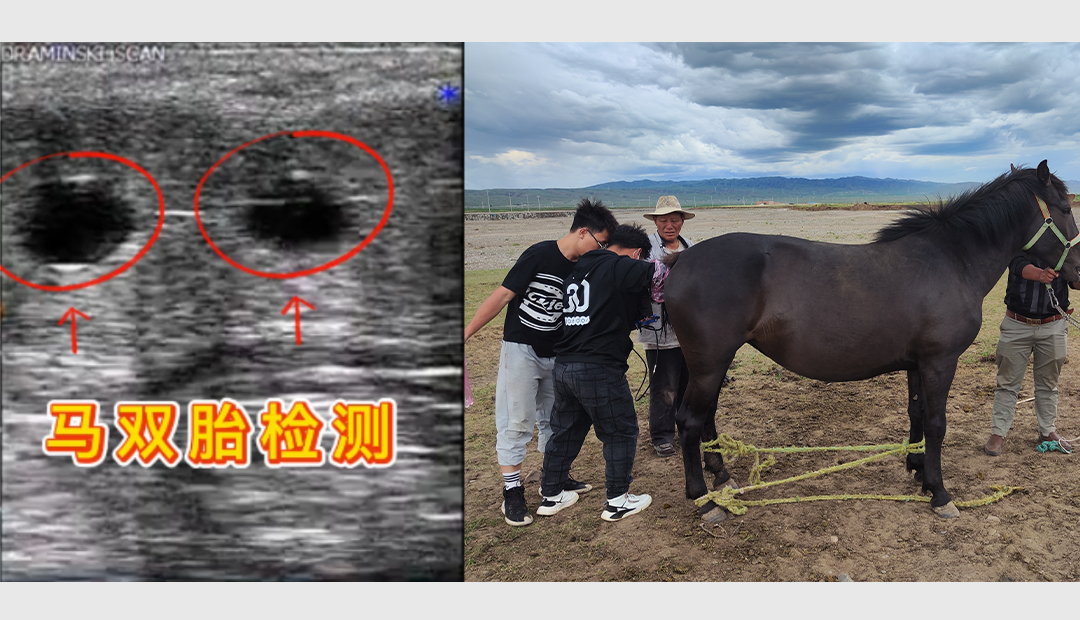 马双胎.png