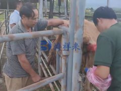 去云南普洱牛场培训牛用B超使用方法