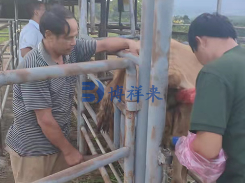 高清牛用B超测孕仪