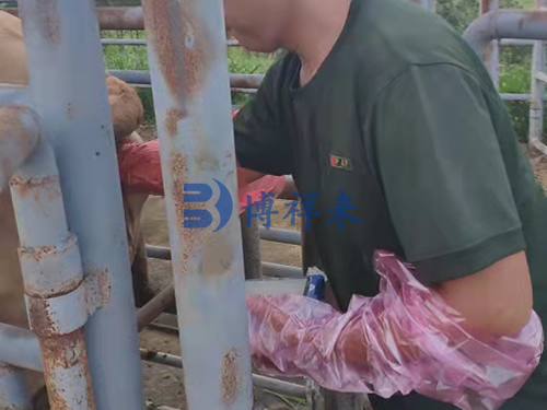 高清牛用B超测孕仪
