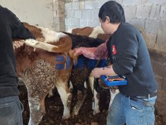 2021.12.24云南昭通冻精改良员培训牛用B超机BXL-v50