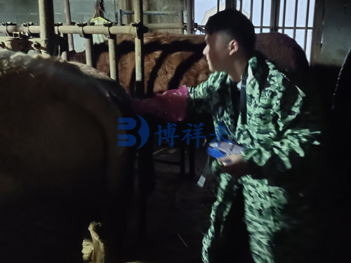 湖南养牛客户使用牛用B超