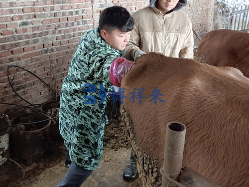 牛用B超机培训案例
