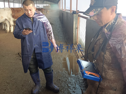 兽用B超机检测小母牛背膘