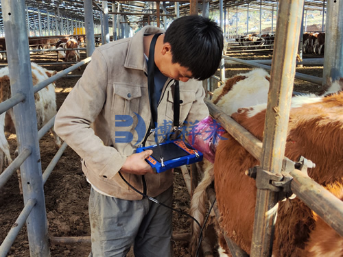 甘肃兰州肉牛场培训