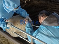 技术老师到齐齐哈尔培训牛羊用B超机使用方法